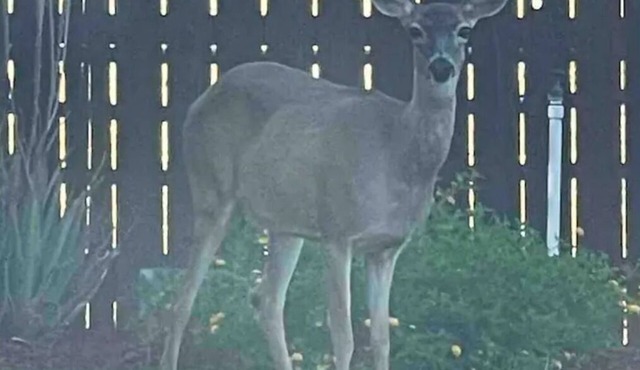 Unwind and relax at our country cozy getaway home