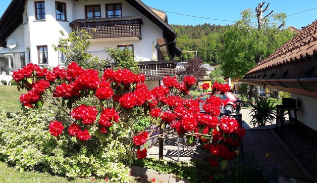 Vacation apartment/apartment for 2 guests with 90m² in Dachsberg (southern Black Forest) (95171)