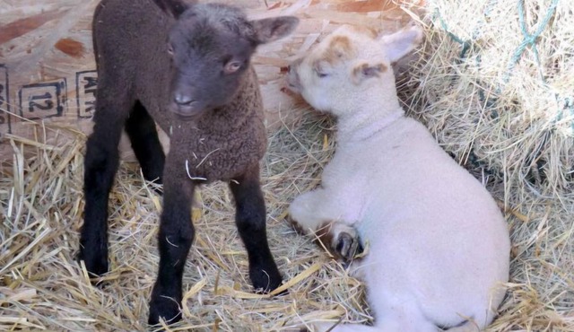 Vacation home The Milking Parlour in Cranbrook - Hawkhurst - 4 persons, 2 bedrooms