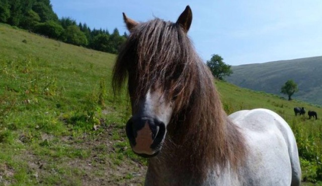 Vacation home Llety y Coed in Llandovery - 10 persons, 5 bedrooms