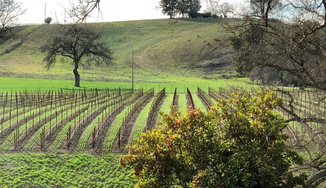 Vacation in the vineyard