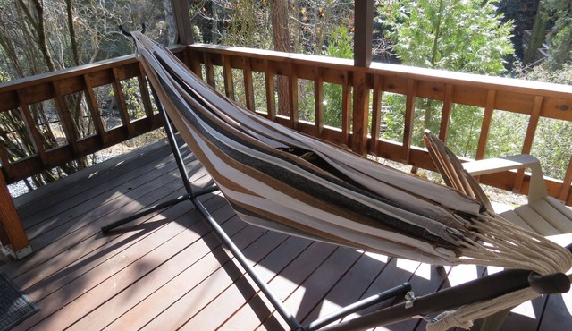 Vacation in the pine forest
