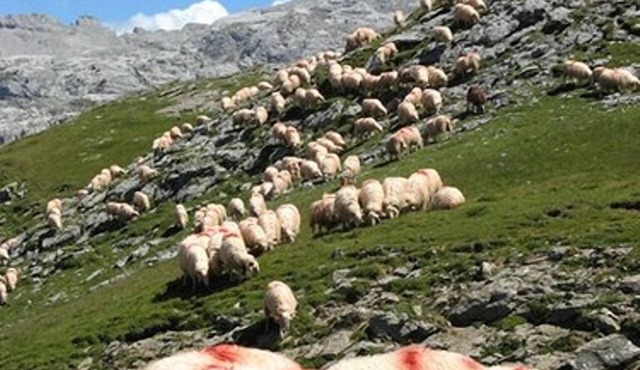 Vanda room 5 people - Mariposa guest house