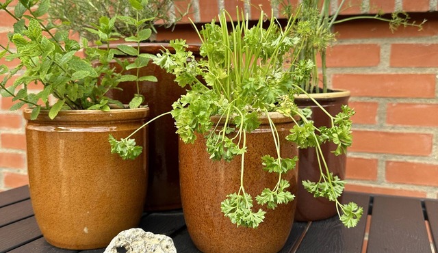 Vestervang bed and Breakfast