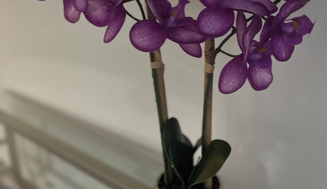 Vibrant and Quiet Family Retreat