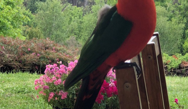 Views Kangaroos Birds Quiet Calm Clean.