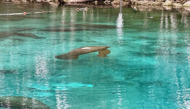 Views of Hunter Spring w/boat dock. Walk to 3 Sisters Springs and downtown