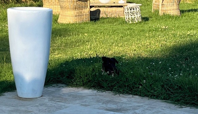 Villa with private pool in the heart of Corsican nature, not overlooked