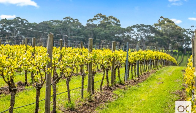 VineView - a hidden oasis