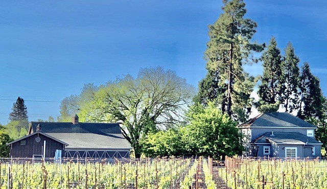 Vineyard Farmhouse with Barn for Entertaining