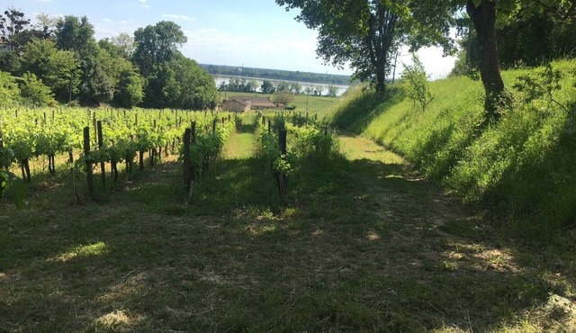 Vineyard house, on the estuary shore