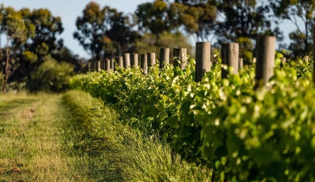 Vineyard Retreat by Tiny Away