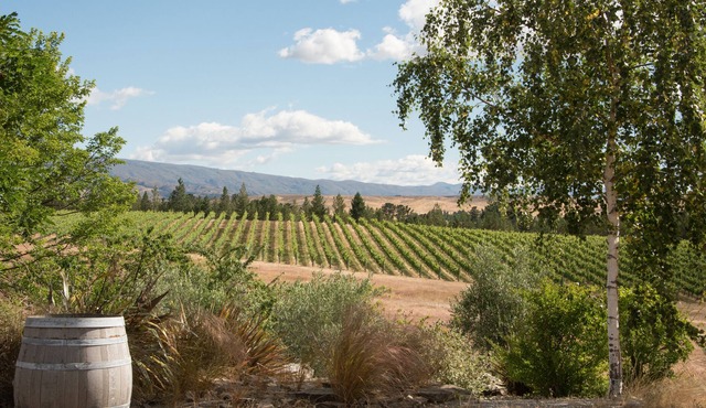 Vineyard Suite: wine-wine relaxation