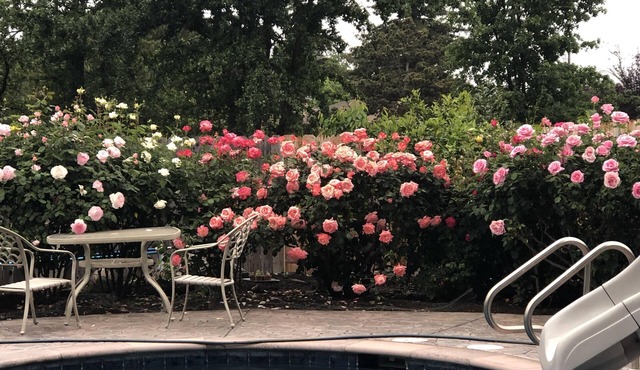 Vineyard view in the Napa Valley Wine Country