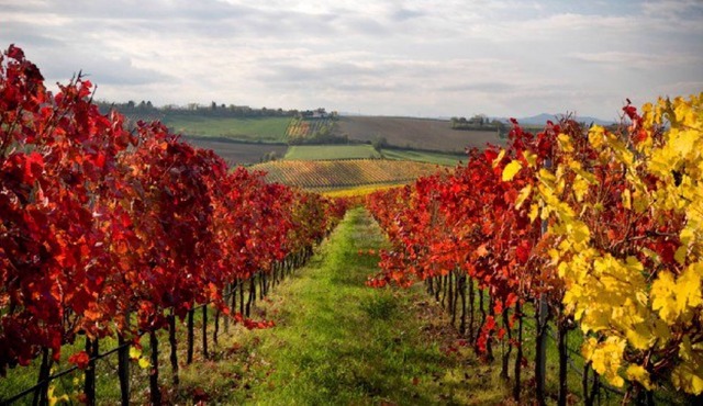 Vino Bello Resort, Idyllic Location for Napa & Sonoma, Jr King Suite