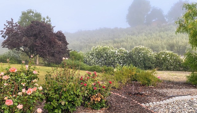 Vista Vine Cottage-Vista Views of Olive Orchards and Vineyards for Miles!