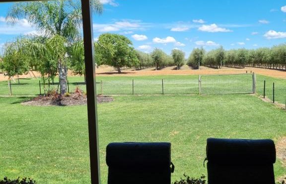 Waikerie Olive Grove