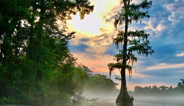 Wakulla River Retreat - a nature lover’s paradise