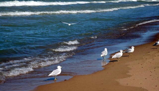 Walk to Lake Michigan Beach from Cottage in the Woods - *Seaside Fired Smores*