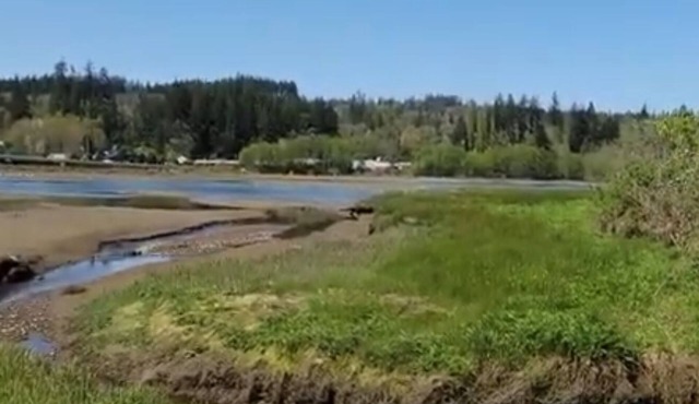 Walk to the Sound! From Fabulous RV with AC in charming Port Orchard!