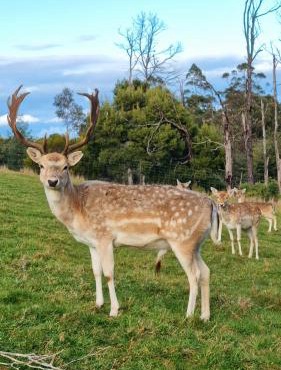 Wally's Edge 20acre Farm Stay