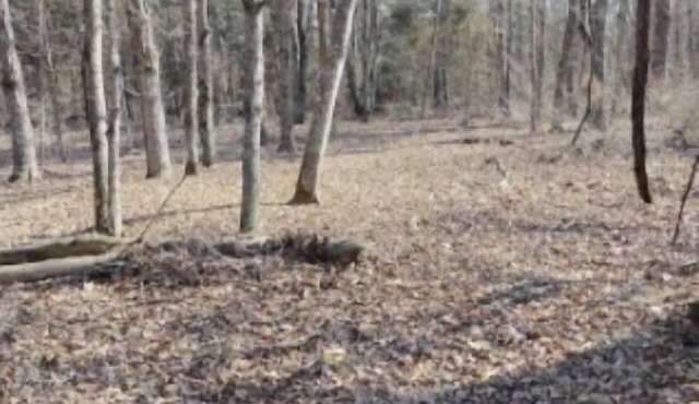 Wanderers End Sanctuary Forest Farm & Village Co-op