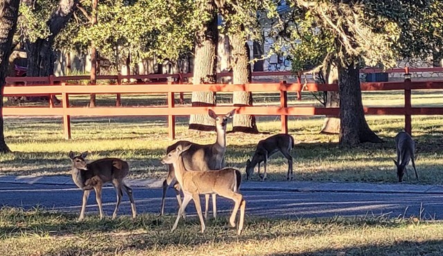 "Wanna see some DEER? Our Clean and Peaceful Guesthouse!
