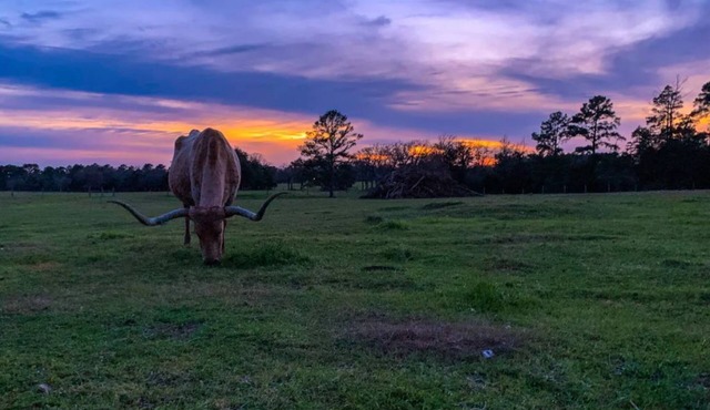 Warda Bluff Creek Ranch - Longhorns and Trails
