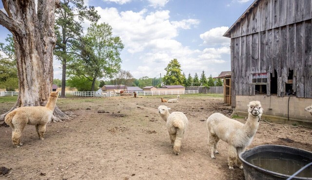 Watch Deer from a Farm Cottage