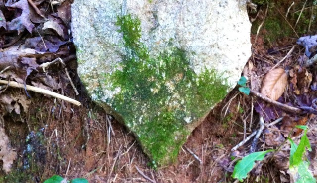 Waterfront cabin, treehouse embraced by 52 acre nature preserve and USFS