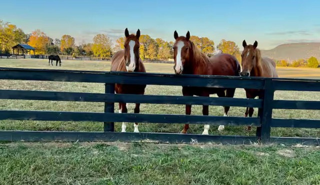 Waterfront cottage on the Sequatchie River at Ketners Mill -2