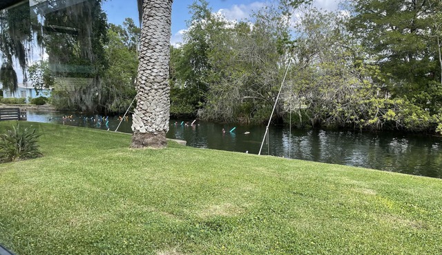 Waterfront freshwater paradise with pool! Swim with manatees in our backyard!