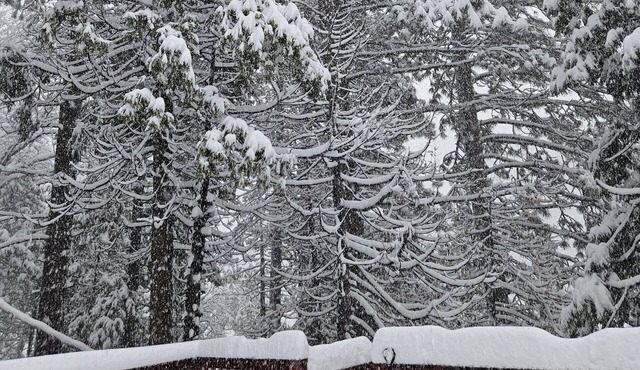 WE HAVE SNOW IN THE HIGH SIERRAS AT SUGAR BEAR CABIN! 12 Min Dodge and Leland!