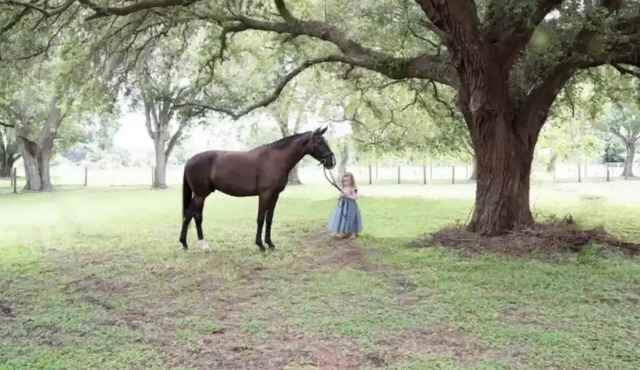 ⭐️Wedding&Event⭐️Content House⭐️ Family&Couple Retreat⭐️Horse Lover’s Dream⭐️