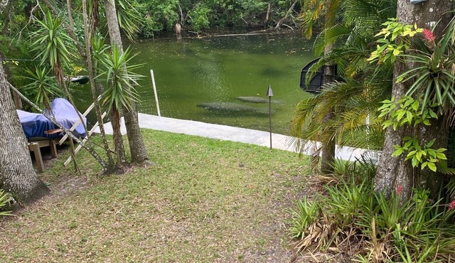 Weeki Wachee river ! REAL FLORIDA! Read OUR 5 STAR REVIEWS