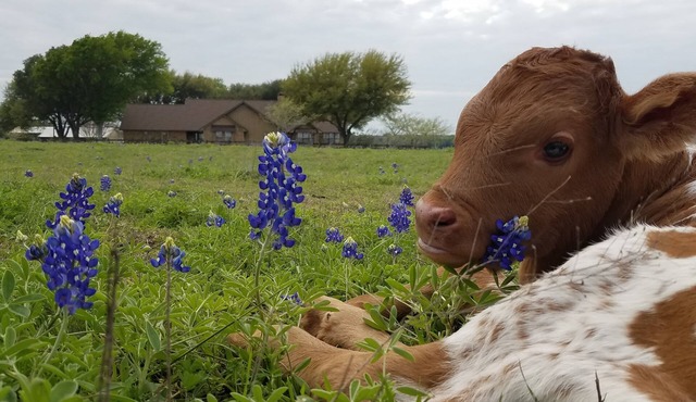 Welcome to God's country.