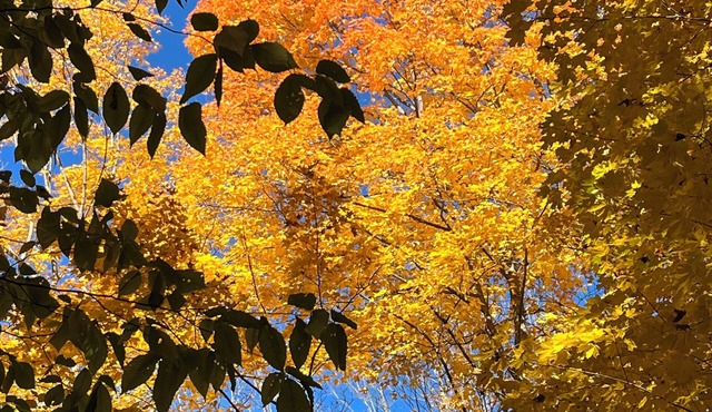 Welcome to Irish Acres Camping Retreat! Nestled in the woods of Indian River, MI