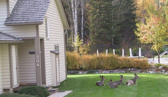 Welcome to Mountain Harbor 204- Deer Hollow Loft