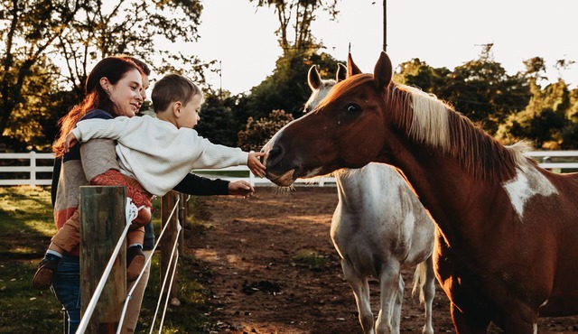 Welcome to our quiet 8 acre horse farm/Rescue in Hellertown Pennsylvania!