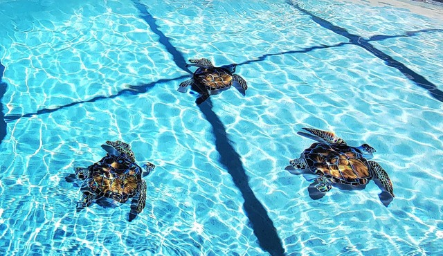 Wet Tortuga Retreat