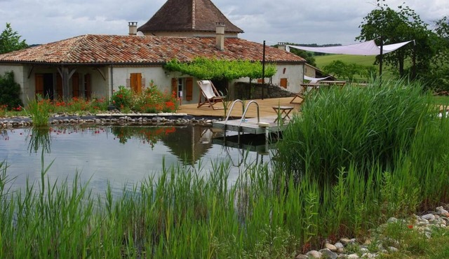 Wheat and its natural swimming pool