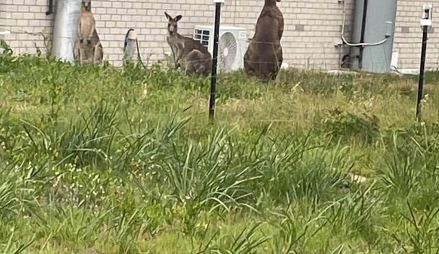 Wheeler’s Paradise