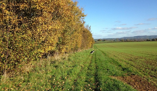 Whistley Farm Lakeside Lodges with Fishing Lakes & 4 Hole Pitch & Putt Golf