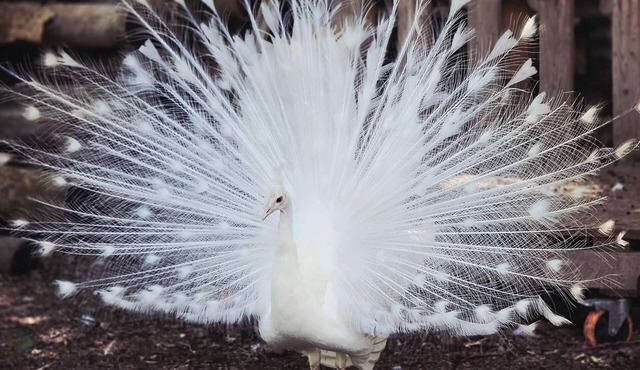 White Feathers Ranch on Brushy Creek, Event Space & Luxury Farmhouse Retreat.