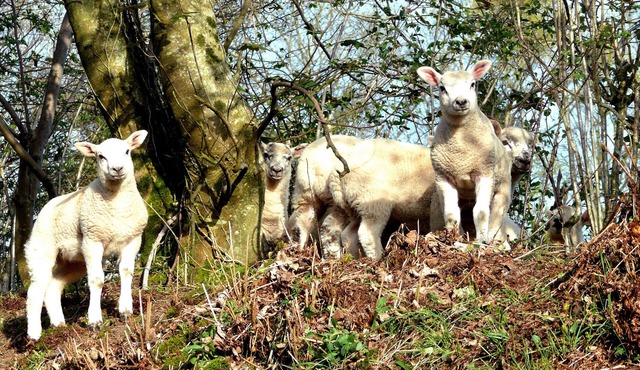 WHITEFIELD COTTAGE, pet friendly, with a garden in North Molton