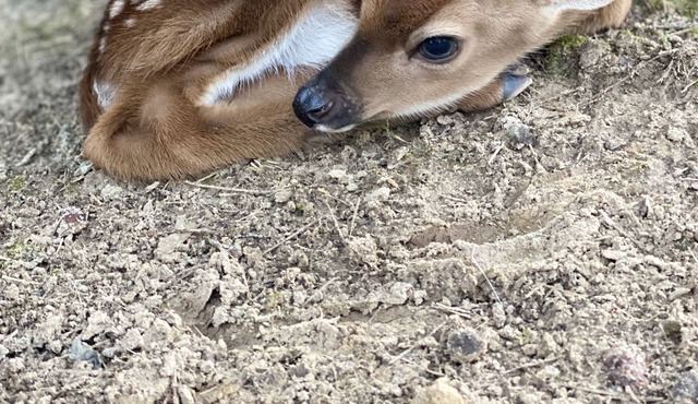 Whitetail deer ranch experience! Observe the raising and caring for of WT deer.