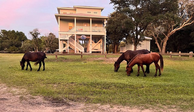 Wild Horses, Wilder Views: Stunning Carova Canal Front Home