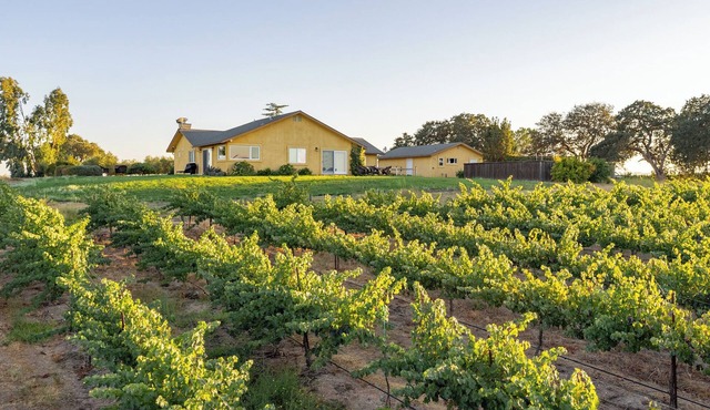 Wild Vines - Amazing Vineyard Views
