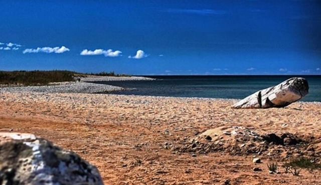 Wilderness Setting Near Beautiful Lake Michigan