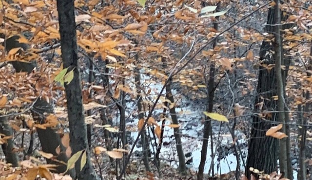 Wildlife retreat w/creek views within minutes from Metroparks!